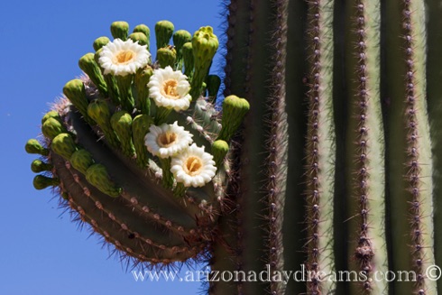 Saguaro Flower 4
Tonto National Forest, Rio Verde, AZ. Saguaro Flower 4
Tonto National Forest, Rio Verde, AZ.